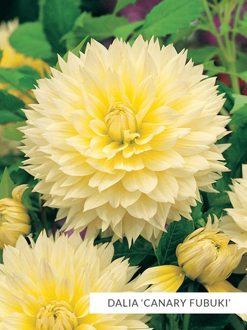 Zestaw Dalie Strzępiaste