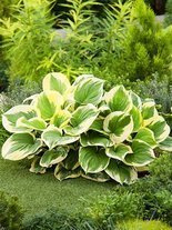 Funkia (Hosta) 'Mama Mia'