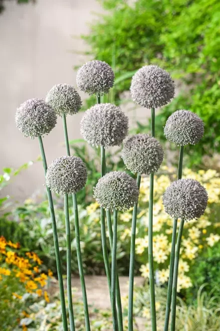 Czosnek ozdobny ( Allium ) Ping Pong 10 szt.