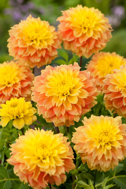 Dalia (Dahlia) 'Deep Impact'