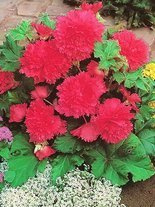 Begonia strzępiasta (Begonia fimbriata) Różowa 1 szt.