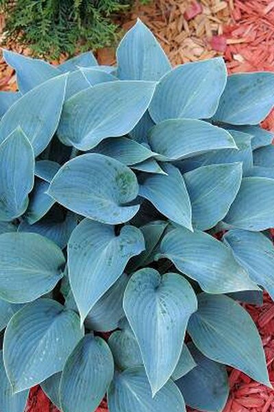 Funkia (Hosta) 'Canadian Blue'
