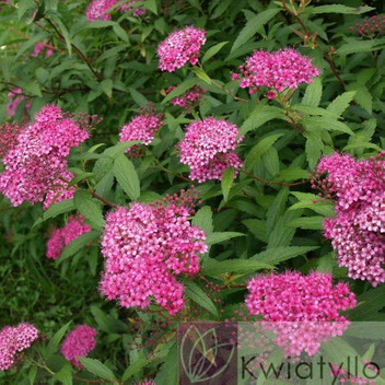 Tawuła (Spiraea) - Krzew Ozdobny