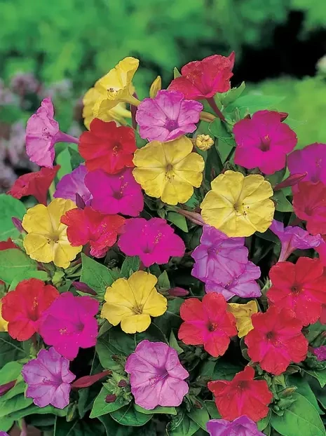 Nasiona Roślina Która Świeci W Nocy - Mirabilis