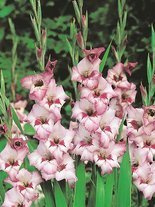 Mieczyk Tani (Gladiolus) 'Vera Lynn'