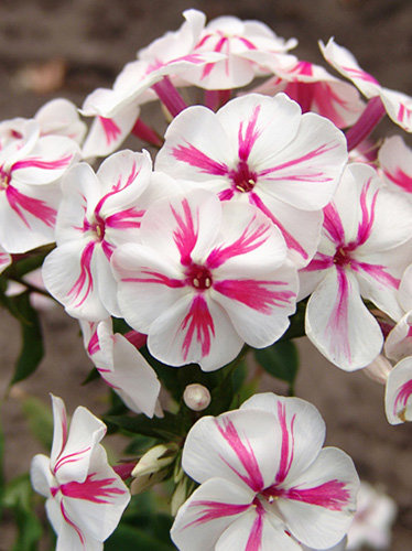 Floks (Phlox) 'Twister'