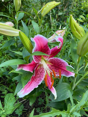 Lilia (Lilium) 'Stargazer' 1 szt.