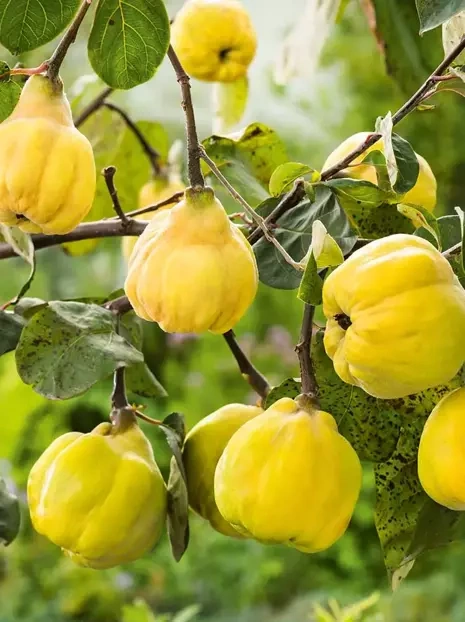 Pigwa Gruszkowa 'Wrania'