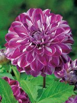 Dalia (Dahlia) 'Optic Illusion'