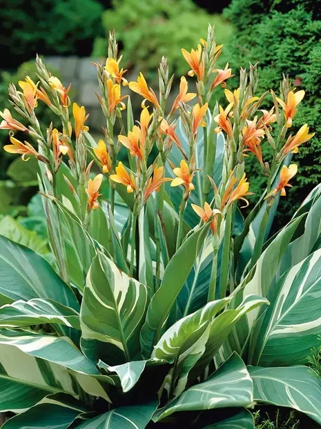 Paciorecznik (Canna) 'Stuttgart'