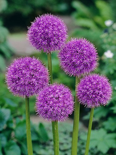 Czosnek (Allium) 'Giganteum' 1 szt.