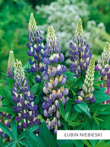 Zestaw Kolekcja Niebieska 10 szt.