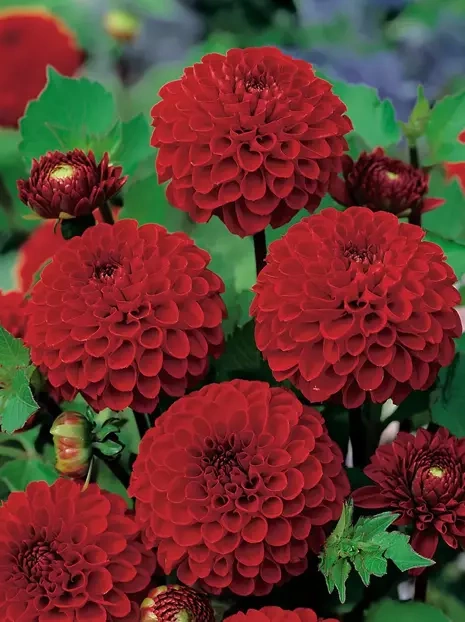 Dalia (Dahlia) 'Viking'