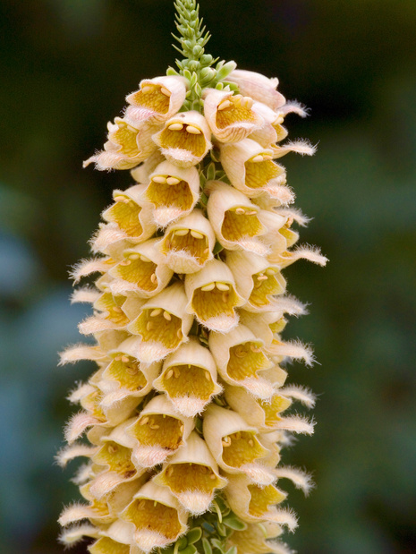 Naparstnica (Digitalis) 'Ferruginea'