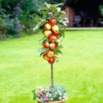 Jabłoń kolumnowa czerwono-żółta POLKA ®