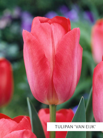 Zestaw Tulipany Van Eijk 25 szt.