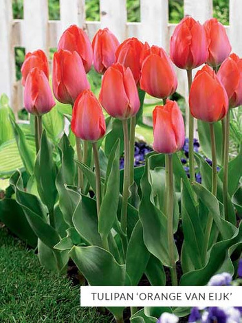 Zestaw Tulipany Van Eijk 25 szt.