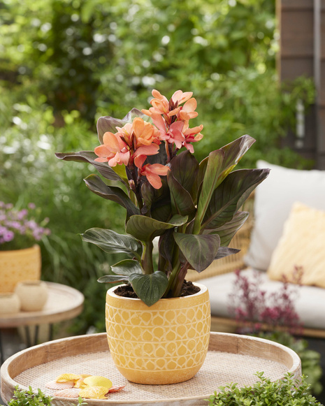 Paciorecznik (Canna) 'Happy Wilma'