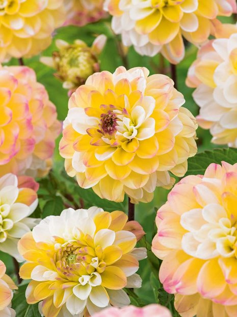 Dalia (Dahlia) 'Double Jill'