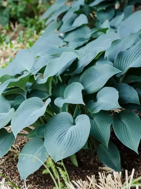 Funkia (Hosta) 'Blue Cadet' 1 szt.