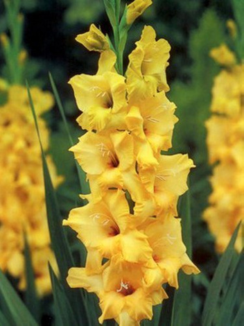 MEGA Zestaw Mieczyki