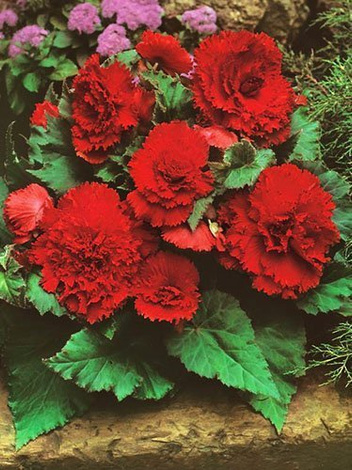 Begonia strzępiasta (Begonia fimbriata) Czerwona 1 szt.