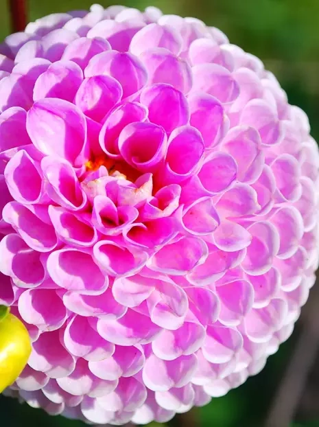 Dalia (Dahlia) 'Franz Kafka'