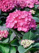 Hortensja Ogrodowa (Hydrangea) Różowa