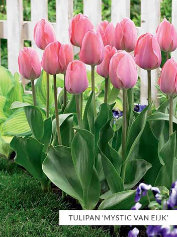 Zestaw Tulipany Van Eijk 25 szt.