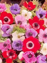 Zawilec (Anemone coronaria) 'De Caen' Mix 10 szt.