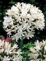 Agapant (Agapanthus) 'Albus' 1 szt.