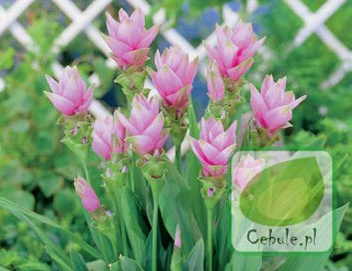 Kurkuma - Curcuma w Doniczce 80 cm wysokości