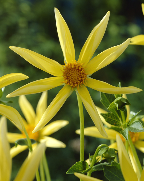 Dalia (Dahlia) ’Honka'
