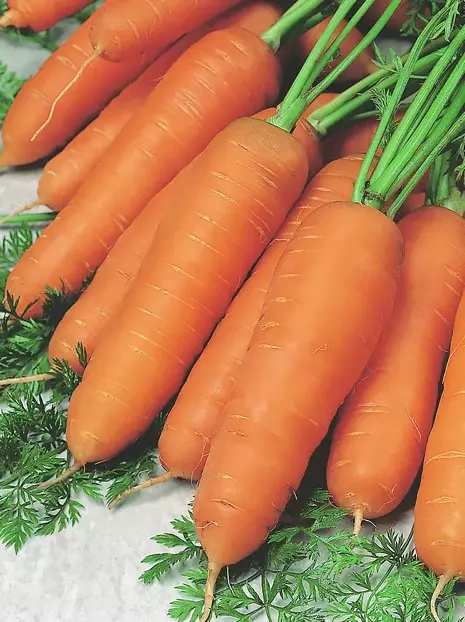 Nasiona Marchew Koral Późna