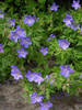 Bodziszek himalajski (Geranium himalayense) 'Gravetye'