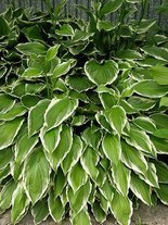 Funkia (Hosta) 'Green Gold'