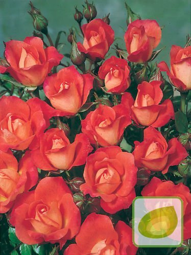 Róża (Rosa) Rabatowa Minuette