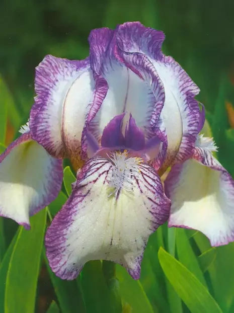 Kosaciec niski (Iris pumila) 'Dale Dennis'