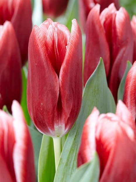 Tulipan (Tulipa) 'Vampire'