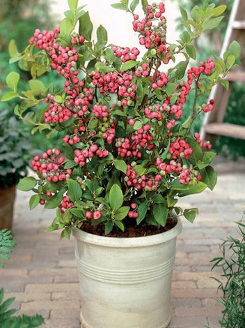 Borówka Amerykańska (Vaccinium corymbosum) 'Pink Lemonade'