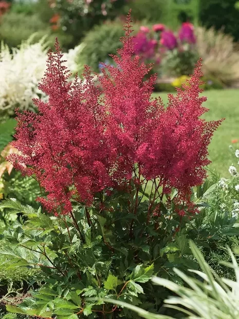 Tawułka (Astilbe japonica) 'Montgomery' 1 szt.