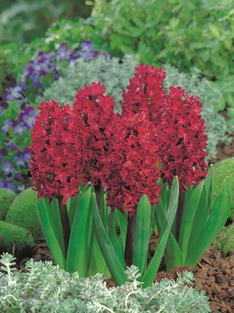 Hiacynt (Hyacinthus) 'Woodstock' 3 szt.