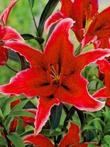 Lilia (Lilium) 'Sumatra'