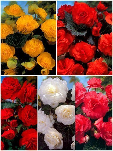 Zestaw Begonie Wielokwiatowe