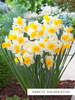 Zestaw Narcyzy Mini 25 szt.