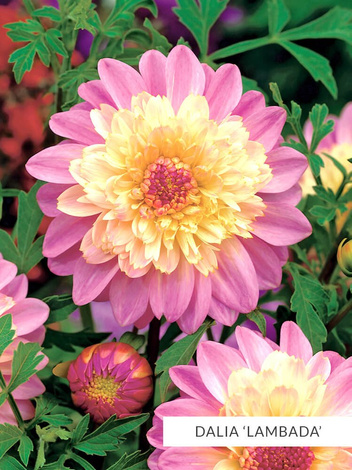 Zestaw Dalie Anemonowe