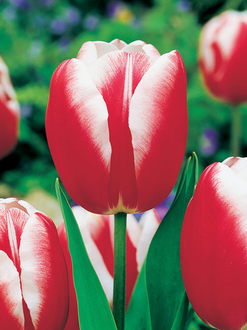 Zestaw Tulipany Triumph w Kolorach 25 szt.