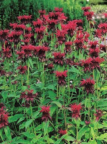 Pysznogłówka (Monarda) 'Cambridge Scarlet'