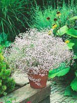 Gipsówka (Gypsophila paniculata) Biała