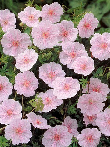 Bodziszek krwisty (Geranium sanguineum) 'Var. Striatum'